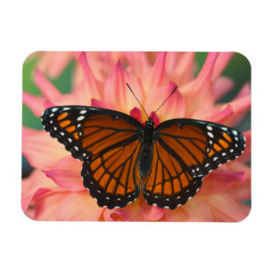 Imán Un imitador de la mariposa monarca