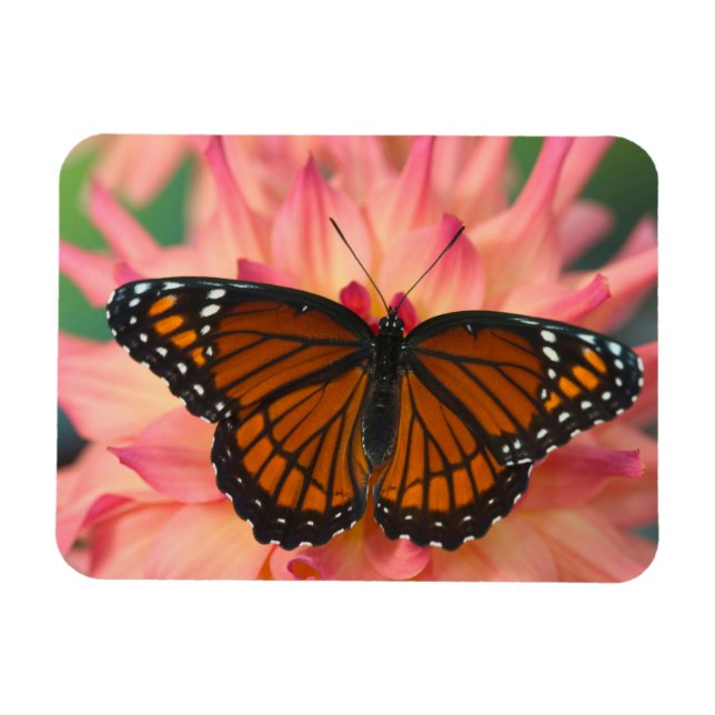 Imán Un imitador de la mariposa monarca (Horizontal)