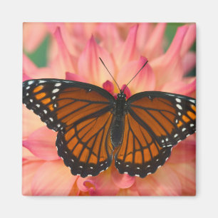 Imán Un imitador de la mariposa monarca