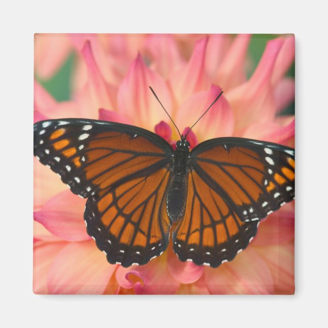 Imán Un imitador de la mariposa monarca (Frente)