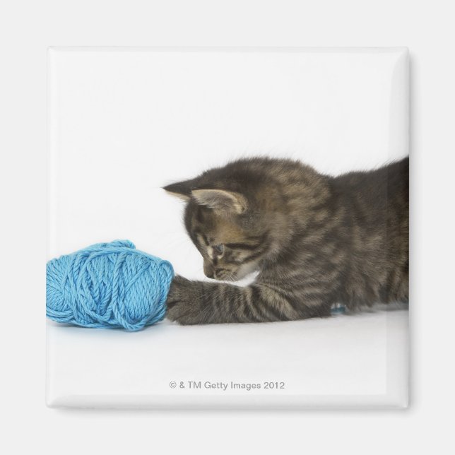 Imán Un joven gatito de Tabby jugando con lana. (Frente)