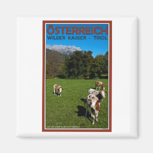 Imán Un Kaiser más salvaje - vacas
