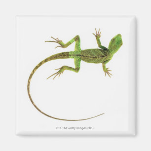 Imán Un lagarto en la tierra blanca pura