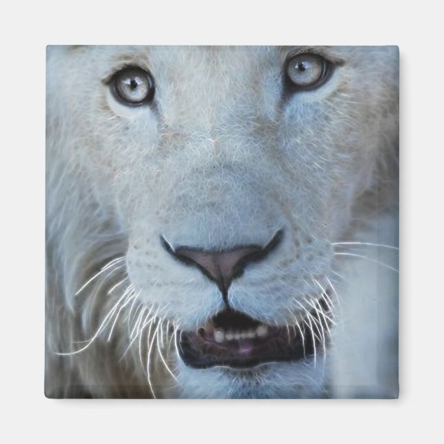 Imán Un león blanco en Sudáfrica (Frente)