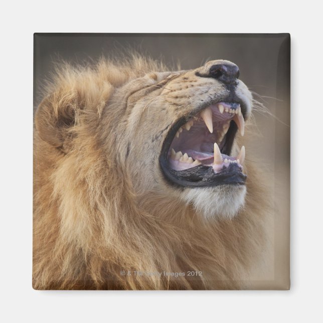 Imán Un león macho maduro (Panthera leo) en Savuti (Frente)