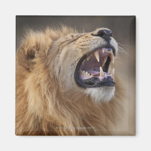 Imán Un león masculino maduro (Panthera leo) en el