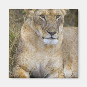 Imán Un león sentado en la hierba alta de los Maasai