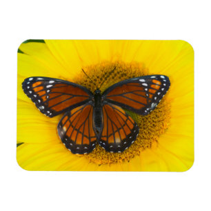 Imán Un Limenitis Archippus de la mariposa el   del