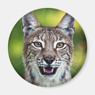Imán Un lince siberiano sonriente