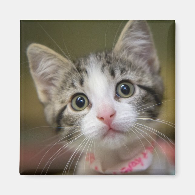 Imán Un lindo gatito con ojos verdes (Frente)