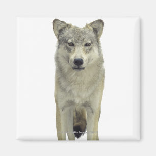 Imán Un lobo