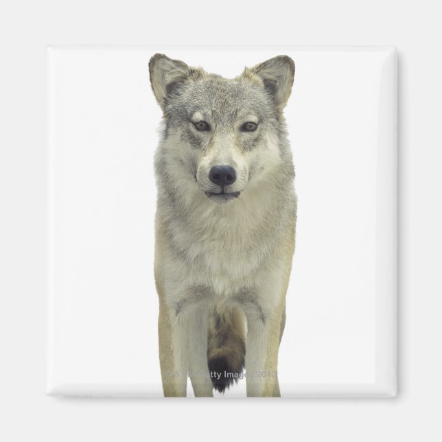 Imán Un lobo (Frente)