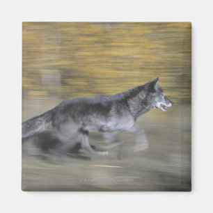 Imán Un lobo negro en el funcionamiento