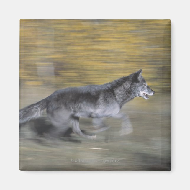 Imán Un lobo negro huyendo (Frente)