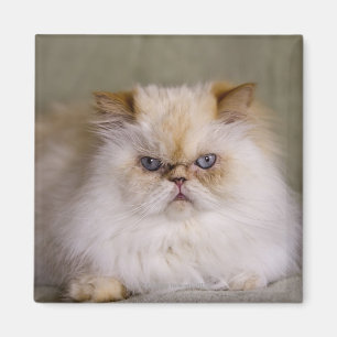 Imán Un loco, molesto, reclinable Punto de Llama Himala