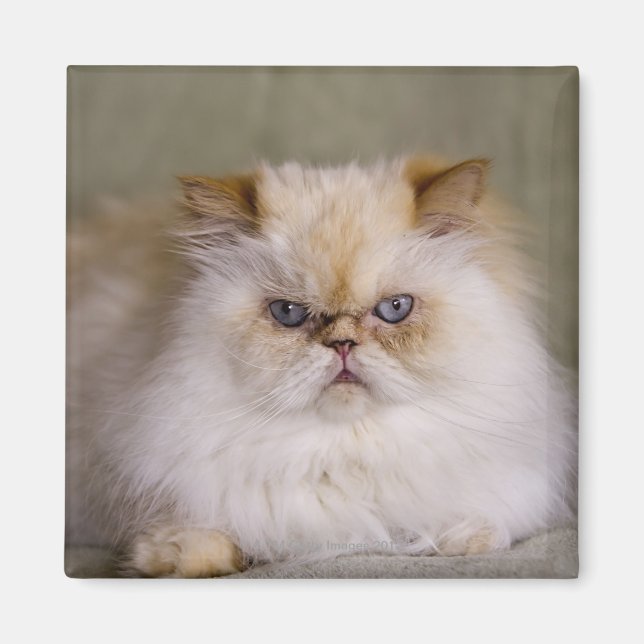 Imán Un loco, molesto, reclinable Punto de Llama Himala (Frente)