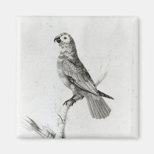 Imán Un loro, 1786