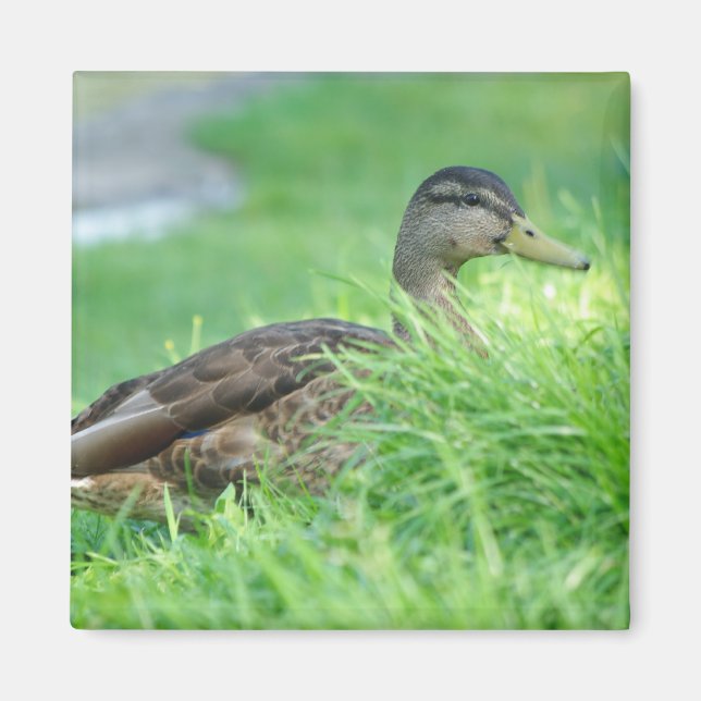 Imán Un mallard Magnet (Frente)