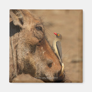 Imán Un Oxpecker en un hocico de los warthogs,