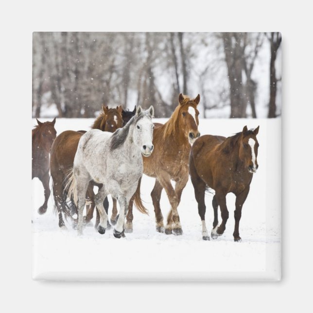 Imán Un paisaje invernal de caballos corriendo (Frente)