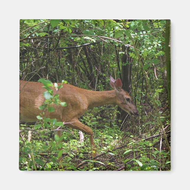 Imán Un paseo a través de las maderas (Frente)