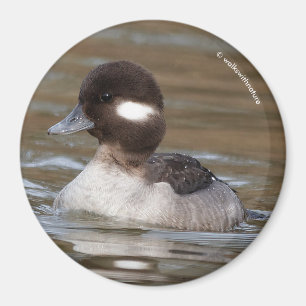 Imán Un Pato Bufflehead Nade