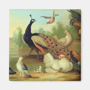 Imán Un pavo real, palomas, pollos y un Jay en un