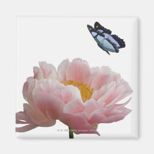 Imán un peony rosado grande es visitado por un etéreo