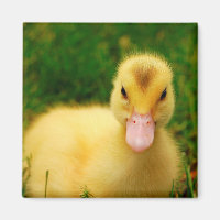 Un Pequeño Duckling