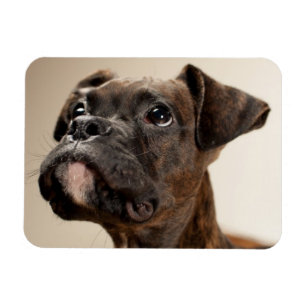 Imán Un perrito Brindle del boxeador que mira para