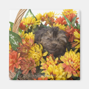 Imán Un perrito de Yorkie-Poo en una cesta de