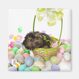 Imán Un perrito de Yorkie-poo que encuentra una cesta