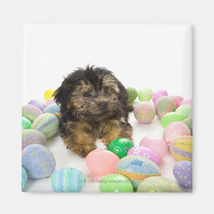 Imán Un perrito de Yorkie-poo y huevos de Pascua