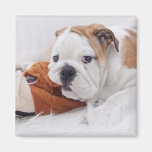 Imán Un perrito inglés del bulldog que juega con un