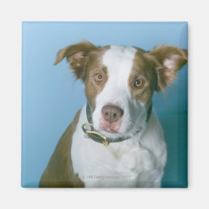 Imán Un perro