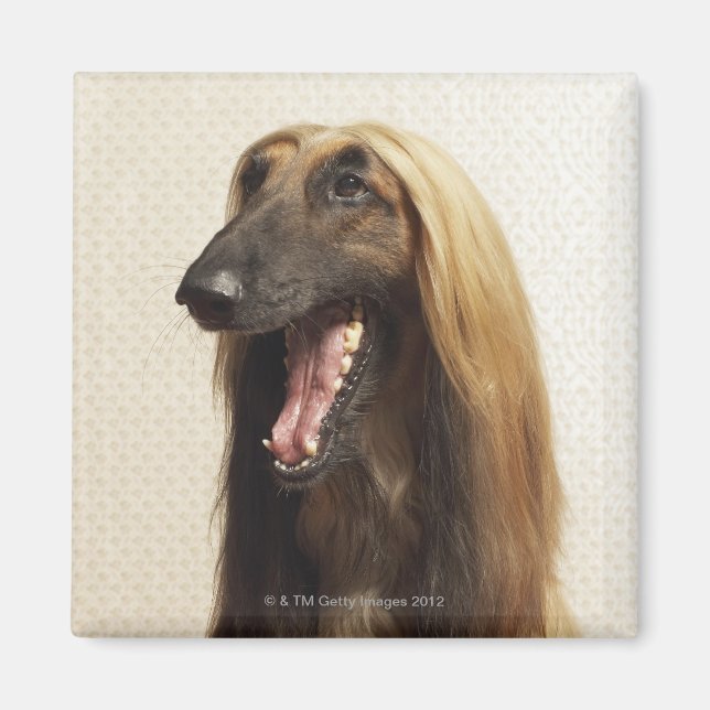 Imán Un perro afgano sentado en la habitación (Frente)