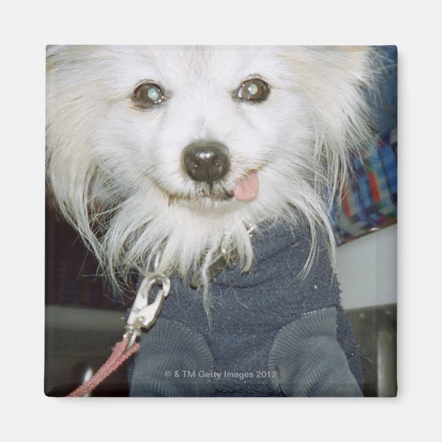 Imán Un perro blanco con ropa. (Frente)