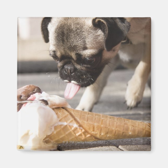 Imán Un perro comiendo un helado de un pavimento (Frente)