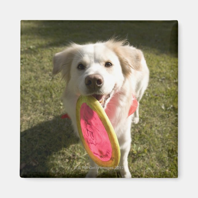 Imán Un perro con un frisbeo (Frente)