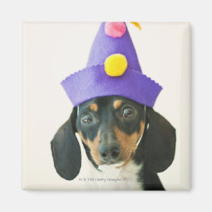 Imán Un perro con un gorra gracioso