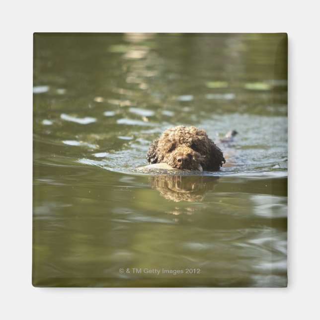 Imán Un perro lúdico se enfría en el calor del verano. (Frente)