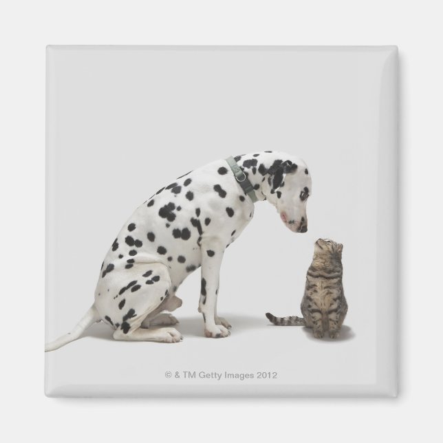 Imán Un perro mirando a un gato (Frente)