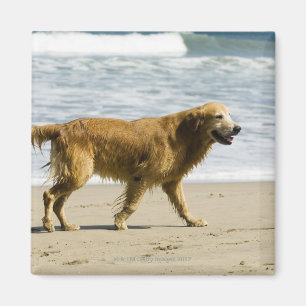 Imán Un perro mojado en la playa