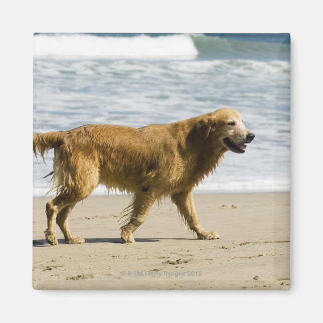 Imán Un perro mojado en la playa. (Frente)