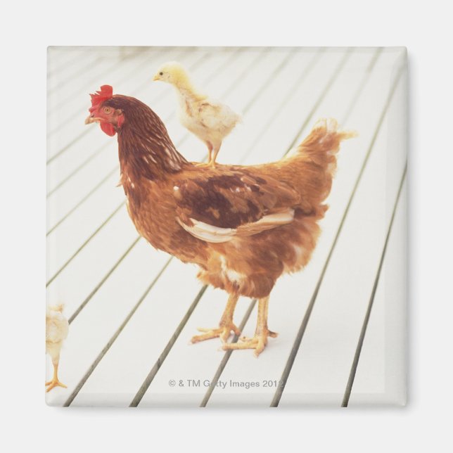 Imán Un pollo y dos chichas en un suelo de madera, (Frente)