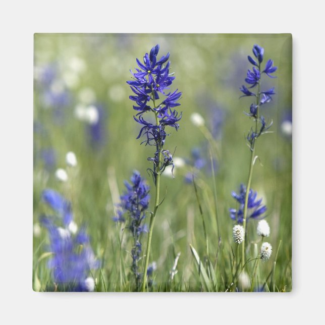 Imán Un prado de montaña de flores silvestres incluyend (Frente)