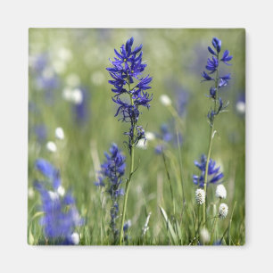 Imán Un prado de montaña de flores silvestres que inclu