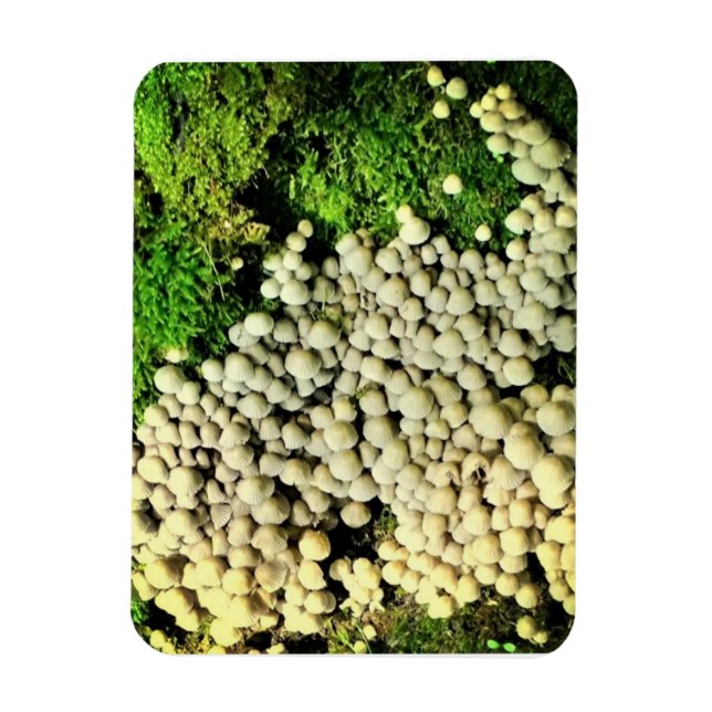 Imán Un pueblo de hongos (Vertical)