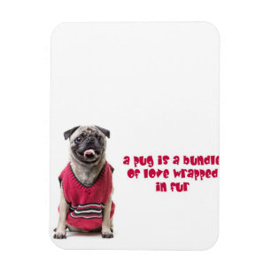 Imán Un Pug Es Un Conjunto De Amor Envuelto En Piel