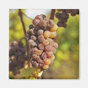 Imán Un racimo de uva Semillon en el Ch Raymond Lafon